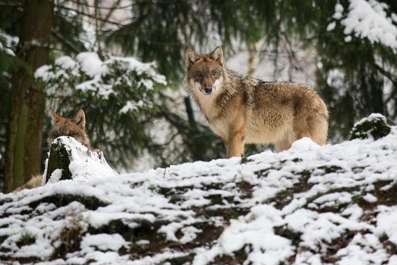 Bayerwald Tierpark_05.jpg